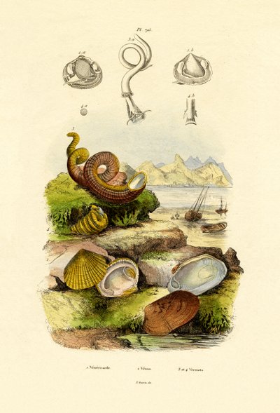 Shells by French School